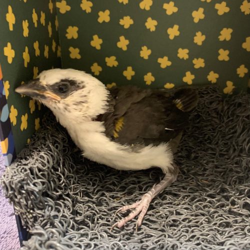 Day 19 - Fledge day!