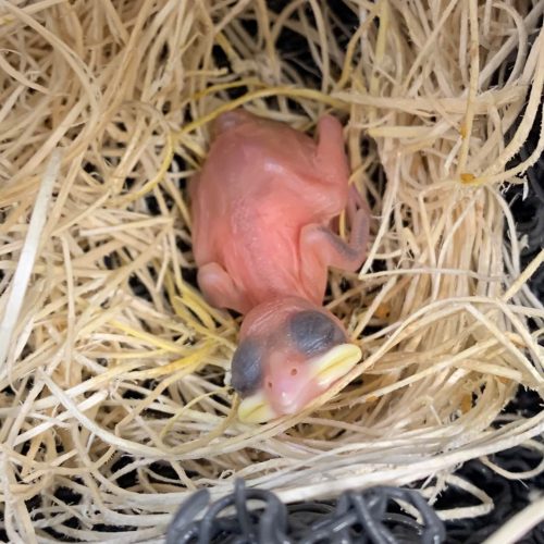 Day 3 - Note egg tooth at the tip of beak. This will start to disappear from this day forward.