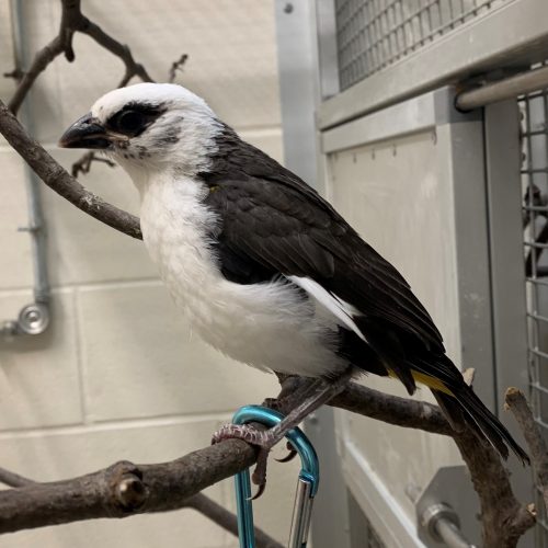 Day 30 - November 29, 2022 - a real weaver bird!