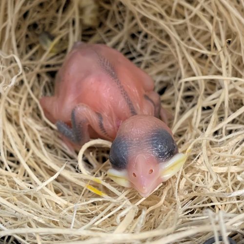 Day 5 - Eyes are just starting to open here. Pin feathers protruding from wings.
