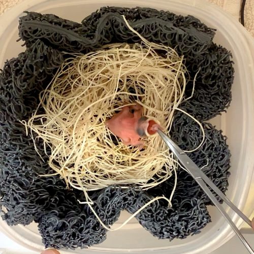 Buffalo Weaver chick - November 2022 - John Adamski 3