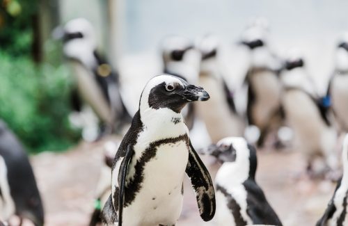 African Penguin