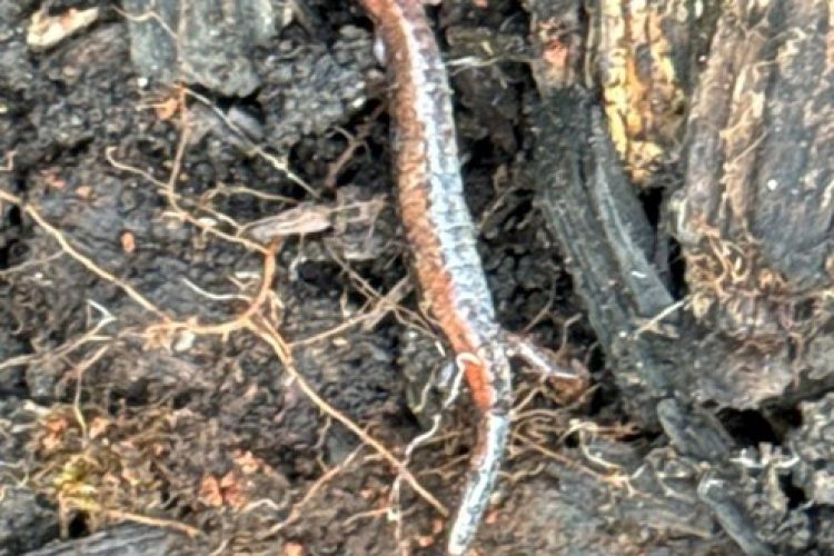 Eastern Red-backed Salamander