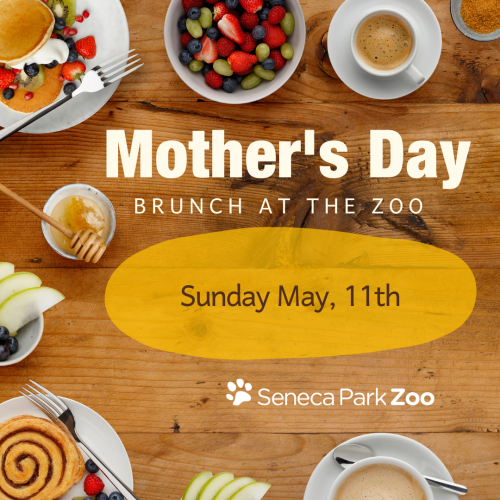 SPZ Happy Mother's Day - Instagram Post