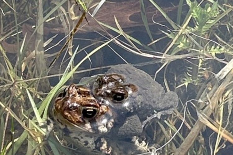American Toad