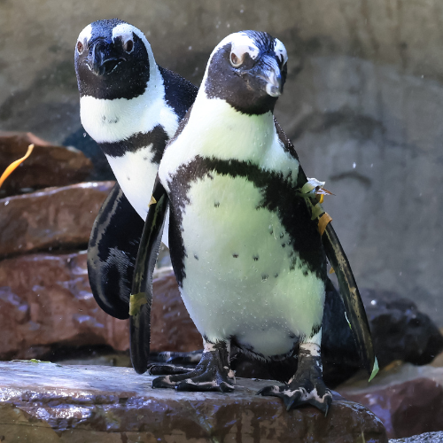 Untitled design - 2025-12-02T142826.725