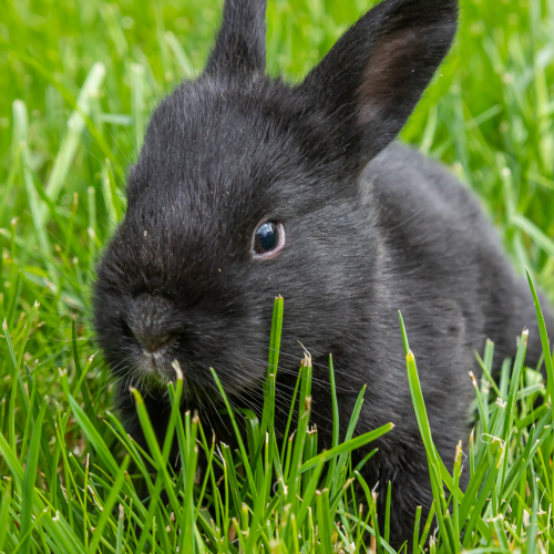 Untitled design - 2026-02-03T161333.542