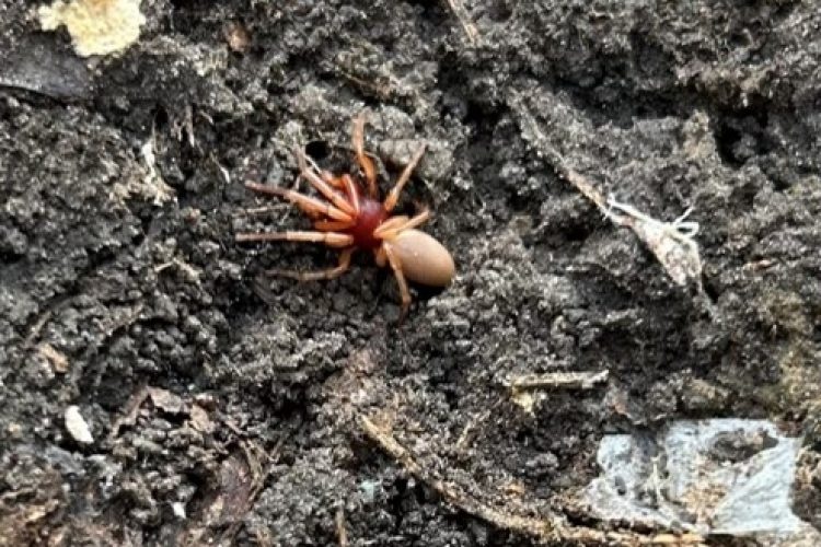 Woodlouse Spider