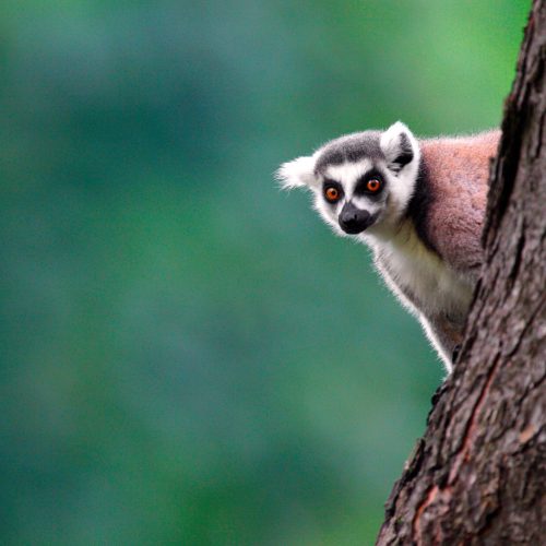 Single,Lemur,Katta,-,Ring-tailed,Lemur,In,Zoological,Garden